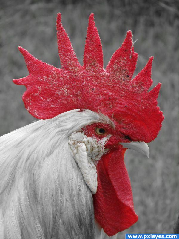 Red Rooster